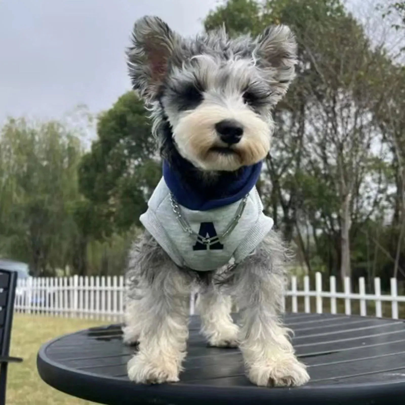 ChillPaws™ Fashion Dog Hoodie - Soft Winter Sweatshirt