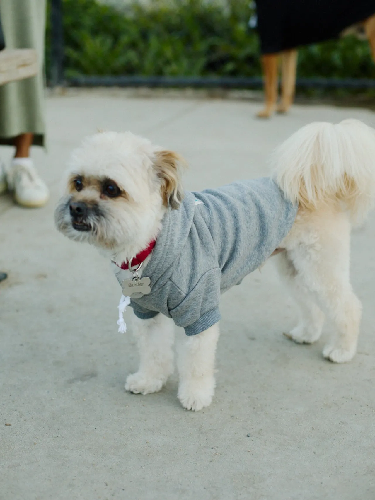Grey Dog Hoodie w/Natural/Blue Logo Patch